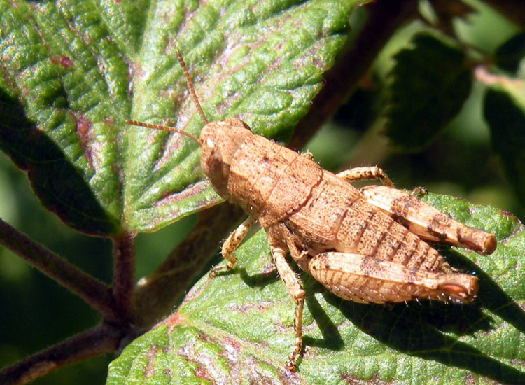 Orthoptera del Gran Sasso